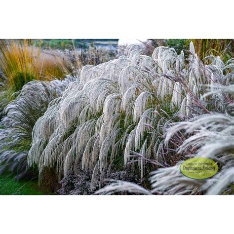 Miscanthus Sinensis Silver Charm Pbr