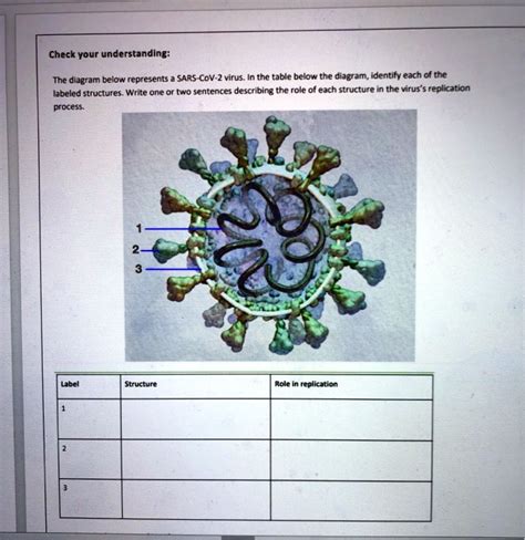 SOLVED Check Your Understanding The Diagram Below Represents SARS CoV