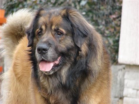 5 Hottest Facts About Giant Leonberger Dog The New Lion” Pouted