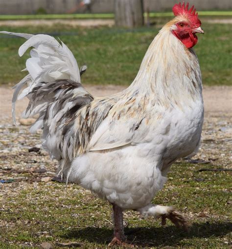 Discover the Beauty and Benefits of Maran Chickens