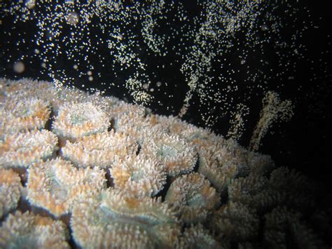 Great Barrier Reef Coral Spawning Guide Divers Den