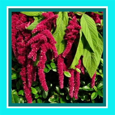 Amaranth Love Lies Bleeding Heritage Seeds Abseeds