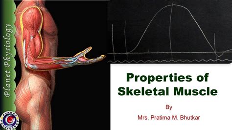 Properties Of Skeletal Muscle Youtube