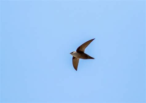 How to Prevent Chimney Swifts - Varment Guard Wildlife Services