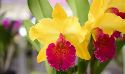 Cattleya Orchid Beginners Care Guide Brilliant Orchids