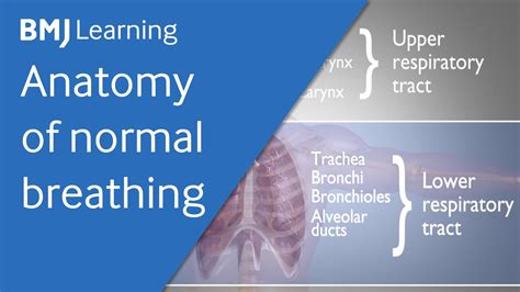 Basics Of Ventilation Anatomy Of Normal Breathing Youtube