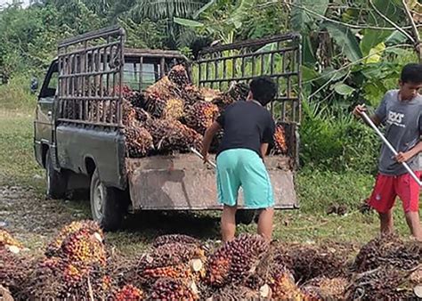 Mengenal Penyakit Pucuk Busuk Yang Menyerang Tanaman Kelapa Sawit