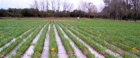 INTA presenta la publicación Cultivo de Cebolla en Santiago del Estero