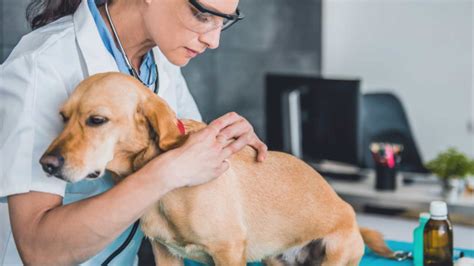 Paralisi Da Morso Di Zecca Nel Cane Sintomi E Terapia Della Sindrome