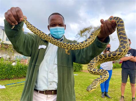 PICS | Ezemvelo KZN Wildlife staff get up close and personal with ...