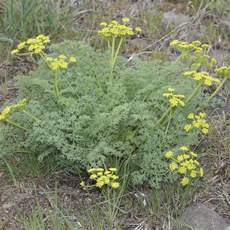 Lomatium, Lomatium dissectum - Village Herbals