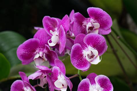 Orchids With Purple Faces Kuching Orchid Park Sarawak Bo Flickr