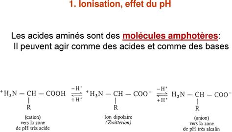 Chapitre 2 Les acides aminés Propriétés Physico chimiques Professeur