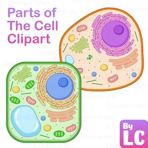 Cell Diagram and Parts of the Cell Clipart Digital Download 300 DPI Png ...