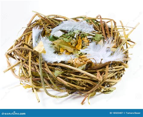 Empty Nest Stock Image Image Of Isolated Cute Grass 18503487