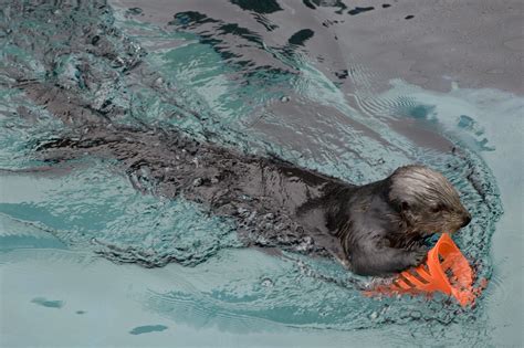 Sea otter Oz plays with an enrichment toy in his pool at the Oregon Zoo ...