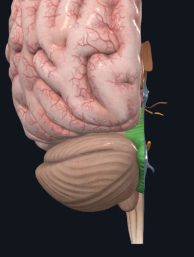 Biol Cns Cerebellum Flashcards Quizlet