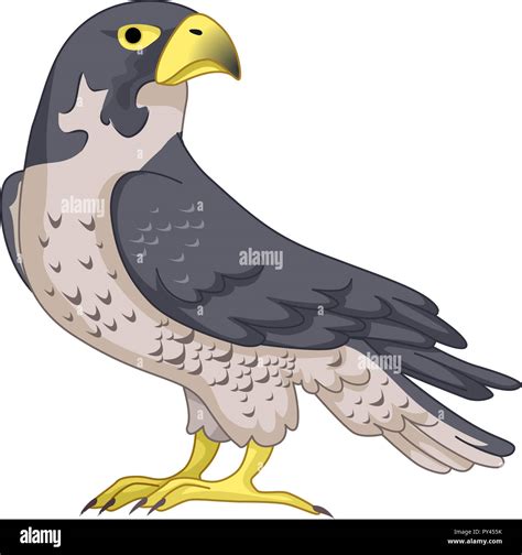 Falcon Bird Cartoon