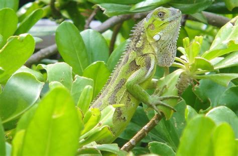 Iguana Verde Características Hábitat Reproducción Alimentación Visión