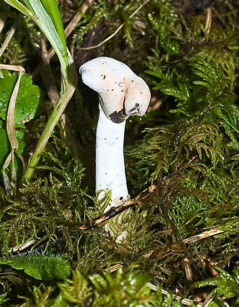 Hypomyces Cervinigenus ID Help Needed Thanks To John Da Flickr