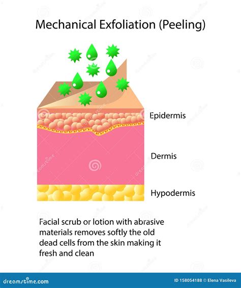 Exfoliation Or Peel Is Cosmetic Procedures Cartoon Vector