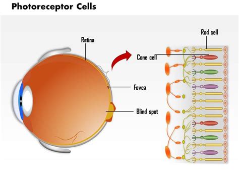 0814 Photoreceptor Cells In The Retina Of The Eye Medical Images For PowerPoint | Templates ...