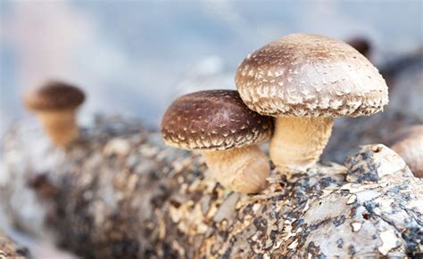 Todo Sobre El Hongo Shiitake Aprende Institute