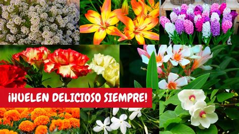 Hermosas Flores Que Huelen Delicioso Debes Tenerlas En Tu Jard N