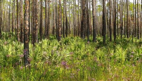 St. Vincent Island Wildlife Refuge - 4k