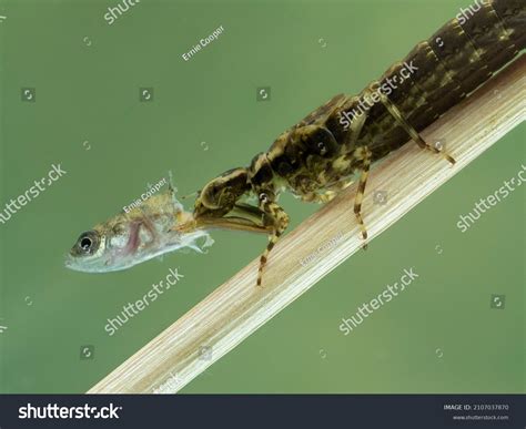 970 Dragonfly predatory Images, Stock Photos & Vectors | Shutterstock