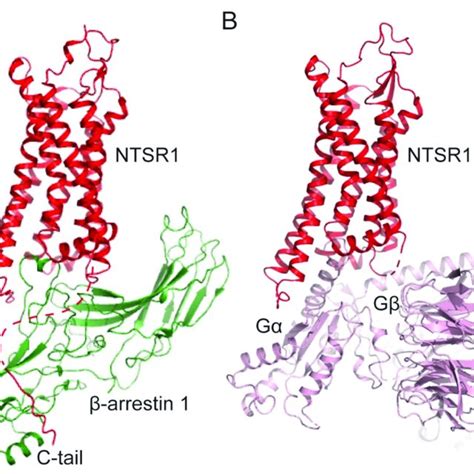 The structures of β arrestin and the scaffolding mechanism of ERK1 2