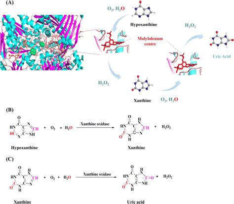 a Catalytic center and reaction mechanism of xanthine oxidase (XOD). b... | Download Scientific ...