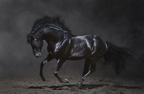 Beauty black horse wallpaper | animals | Wallpaper Better