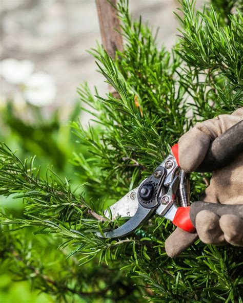 The Best Time And Way To Prune Rosemary For Big And Bushy Plants