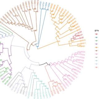 The Neighbor Joining Phylogenetic Tree Based On Genetic Distance Matrix