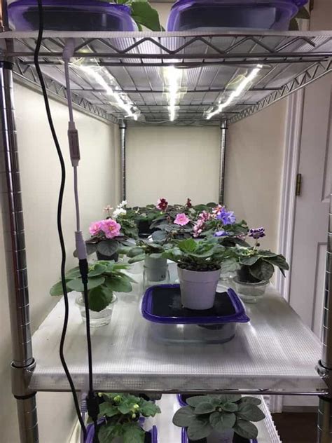 How To Grow Plants With Led Lights African Violet Light Stand Grow Lights For Plants Indoor