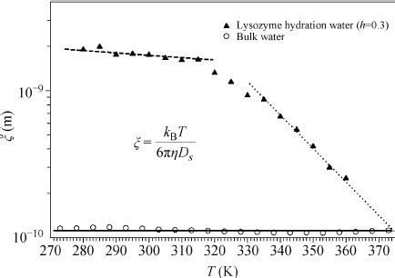 The Hydrodynamic Radius Obtained Using The Stokes Einstein Relation