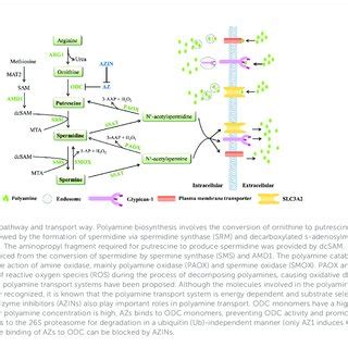 Polyamine metabolism interventions in cancers: Clinical trials ...