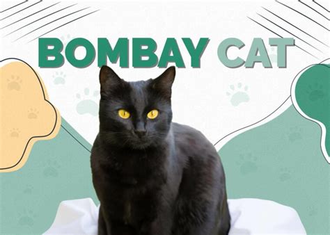 Bombay Cat: Info, Pictures, Traits & Facts | Hepper