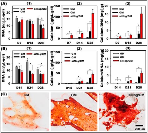 Biochemical Assay For Osteogenesis Of HMSCs Of A Donor 1 And B