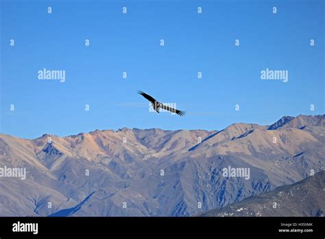 A Female Adult Andean Condor Flying Over The Mountains Of Colca Canyon