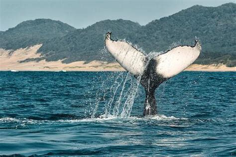 Top Reisen Routen Whale Coast Wedesigntrips