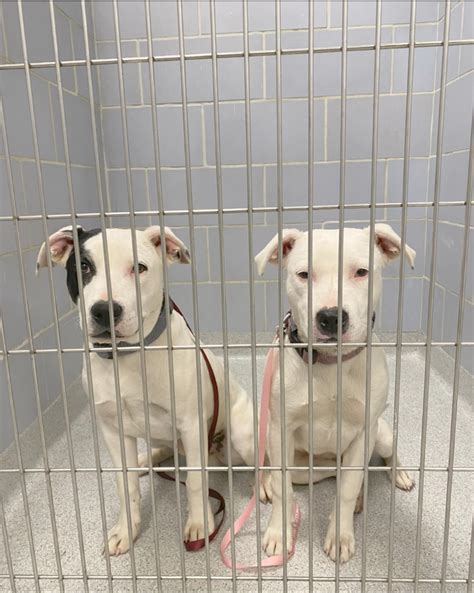 Williamson - UPDATE: Owners reclaimed their dogs. These two