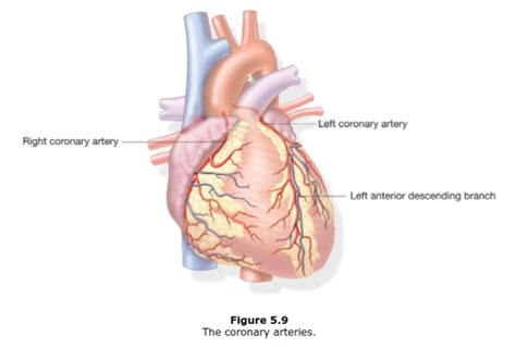 Medical Terminology Ch Cardiovascular System Pearson Diagram Quizlet