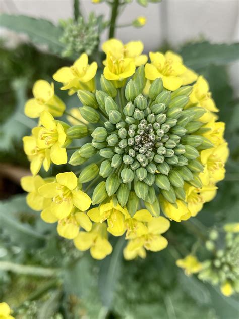 Broccoli Flower