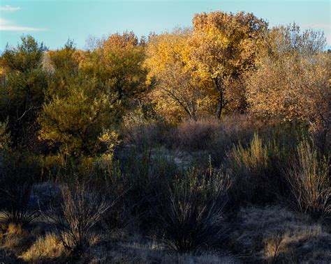 Salinas River Cottonwood Salinas River CA Central Coast Flickr