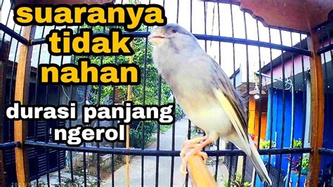 Suara Kenari Ngerol Dipagi Hari Gacor Kenari Lain Pasti Ngikut