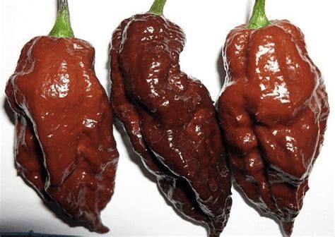 Ranking The World S Hottest Peppers Hubpages