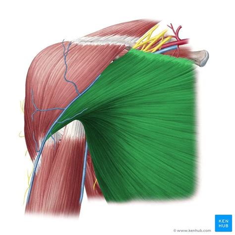 Pectoralis major muscle | Muscle anatomy, Muscle, Human body anatomy