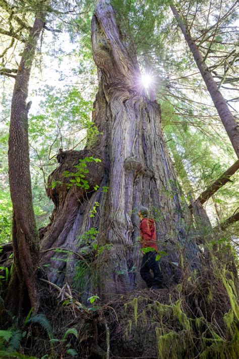 Canadas Largest Spruce Tree The San Juan Spruce Ancient Forest Alliance